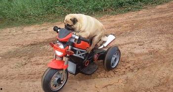 呆萌成人电动车视频,趣味出行新选择，轻松驾驭生活乐趣