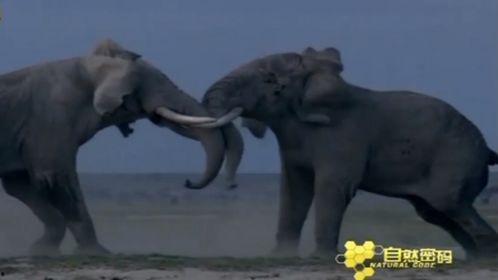 大象视频成人入口,探索成人娱乐领域的全新视角