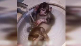 动物变成人抢劫视频播放,动物变人上演惊险抢劫大戏