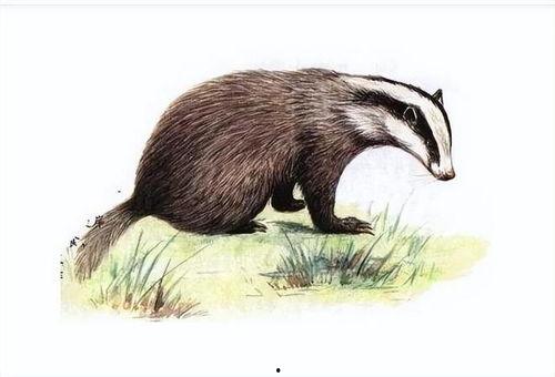 狗獾变成人的视频,狗獾化人奇观揭秘