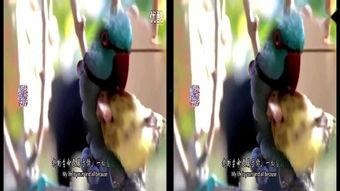 3d成人邪恶视频,暗流涌动的虚拟世界